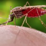 Kemenkes Sebut Kasus Malaria di RI Turun, Namun Masih Tertinggi Kedua di Asia