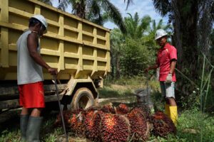 Koperasi Jadi Pilar Utama Strategi Agrinas Palma Bangun Ekosistem Agribisnis Perkebunan 